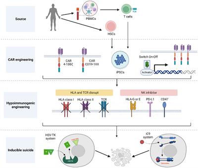 Engineered T cells from induced pluripotent stem cells: from research towards clinical implementation